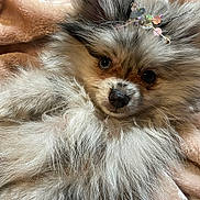 Karrie joined the competition — help win amazing prizes! dog, fluffy, pomeranian, pet, cute, animal, fur, closeup, indoors, blanket, soft, cozy, face, portrait, adorable, resting, looking, small, decorative, relaxed