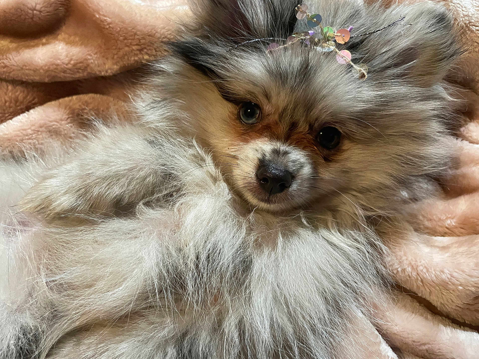 Karrie