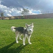 Krypto joined the competition — help win amazing prizes! dog, grass, outdoor, pet, canine, sky, cloud, shadow, fence, tree, daylight, nature, animal, walking, standing, fur, collar, leash, playful, garden
