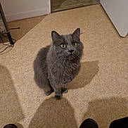 Marley a rejoint le concours — aidez-le/la à gagner de superbes lots ! cat, gray_cat, indoor, carpet, green_eyes, pet, feline, curious, sitting, floor, domestic_animal, whiskers, ears, looking_up, shadow, door, shoe, human_presence, home, cozy