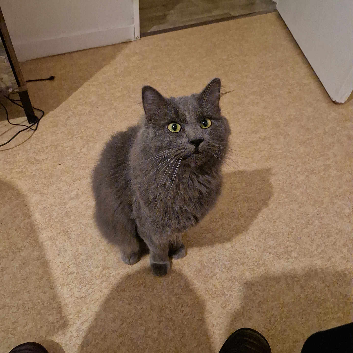 Marley a rejoint le concours — aidez-le/la à gagner de superbes lots ! carpet, cat, cozy, curious, domestic_animal, door, ears, feline, floor, gray_cat, green_eyes, home, human_presence, indoor, looking_up, pet, shadow, shoe, sitting, whiskers
