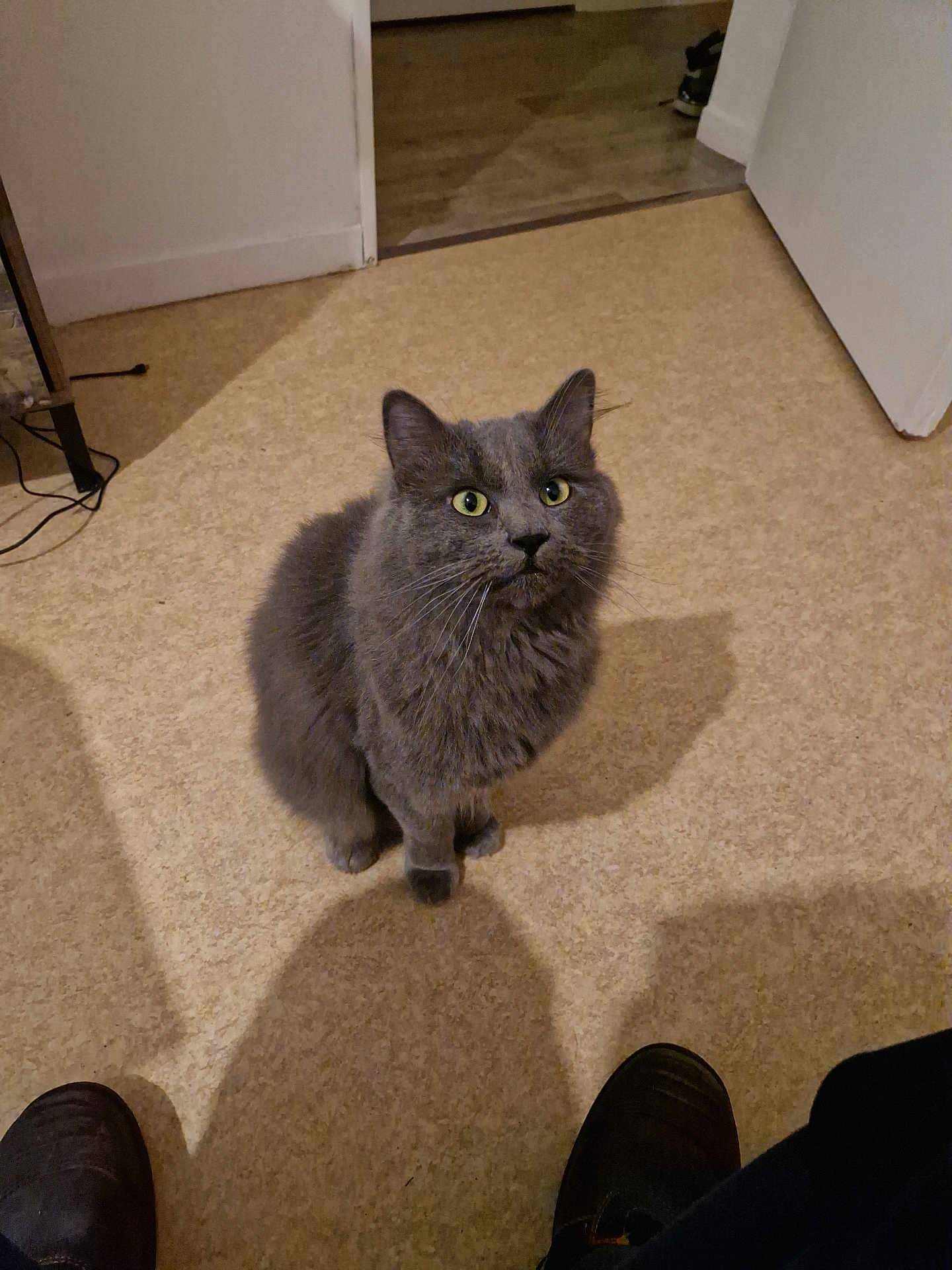 Marley a rejoint le concours — aidez-le/la à gagner de superbes lots ! cat, gray_cat, indoor, carpet, green_eyes, pet, feline, curious, sitting, floor, domestic_animal, whiskers, ears, looking_up, shadow, door, shoe, human_presence, home, cozy