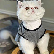 Lychee joined the competition — help win amazing prizes! animal, cat, cat_tree, companion, cozy, curious, cute, domestic_cat, ears, feline, fluffy, gray_shirt, indoor, looking_up, paws, pet, soft_fur, whiskers, white_cat, wooden_platform