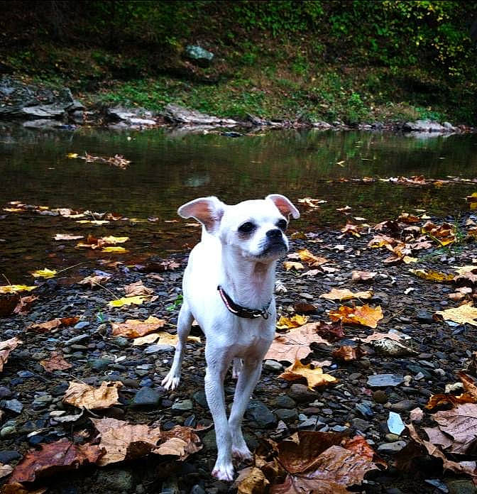 Mr. Krab is registered to the contest to win money with this photo: canidae, carnivore, collar, companion_dog, dog, dog_breed, fawn, grass, lake, liquid, natural_landscape, plant, snout, soil, sporting_group, tail, tree, water, wood, working_animal