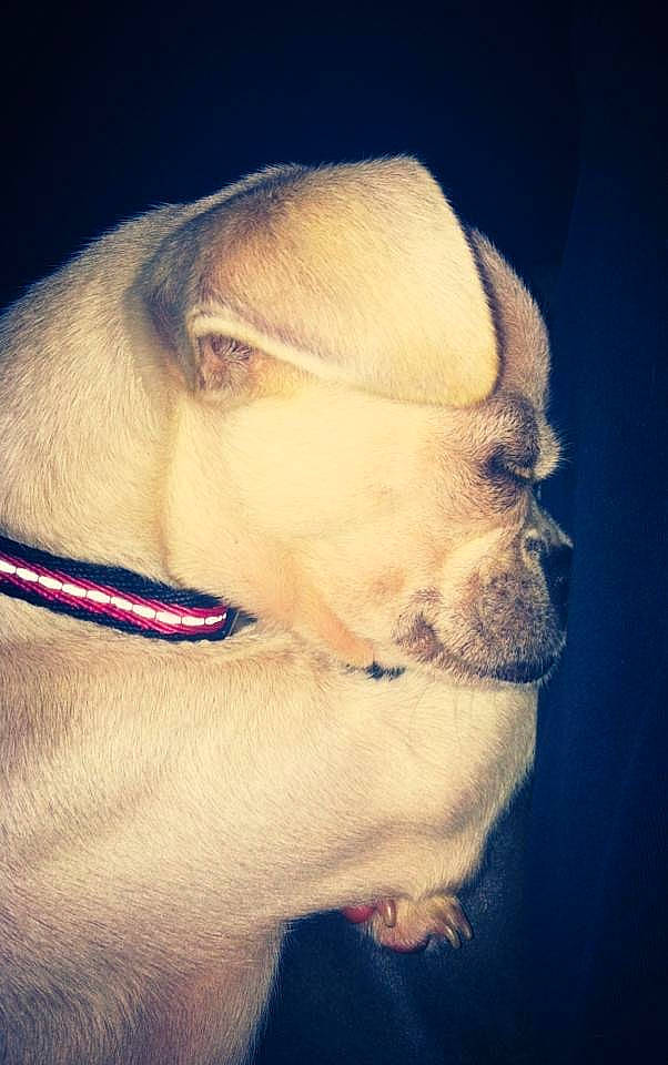 Mr. Krab joined the competition — help win amazing prizes! canidae, carnivore, collar, companion_dog, dog, dog_breed, ear, eye, fawn, fur, iris, jaw, no_expression, pet_supply, puppy_love, snout, sporting_group, terrestrial_animal, whiskers, working_animal