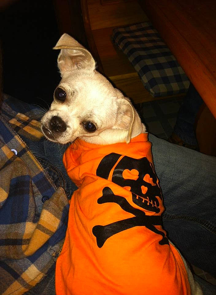 Mr. Krab is registered to the contest to win money with this photo: canidae, carnivore, companion_dog, costume_hat, couch, dog, dog_breed, dog_clothes, dog_supply, fawn, fur, hat, party_hat, personal_protective_equipment, pet_supply, snout, sporting_group, toy_dog, whiskers, working_animal