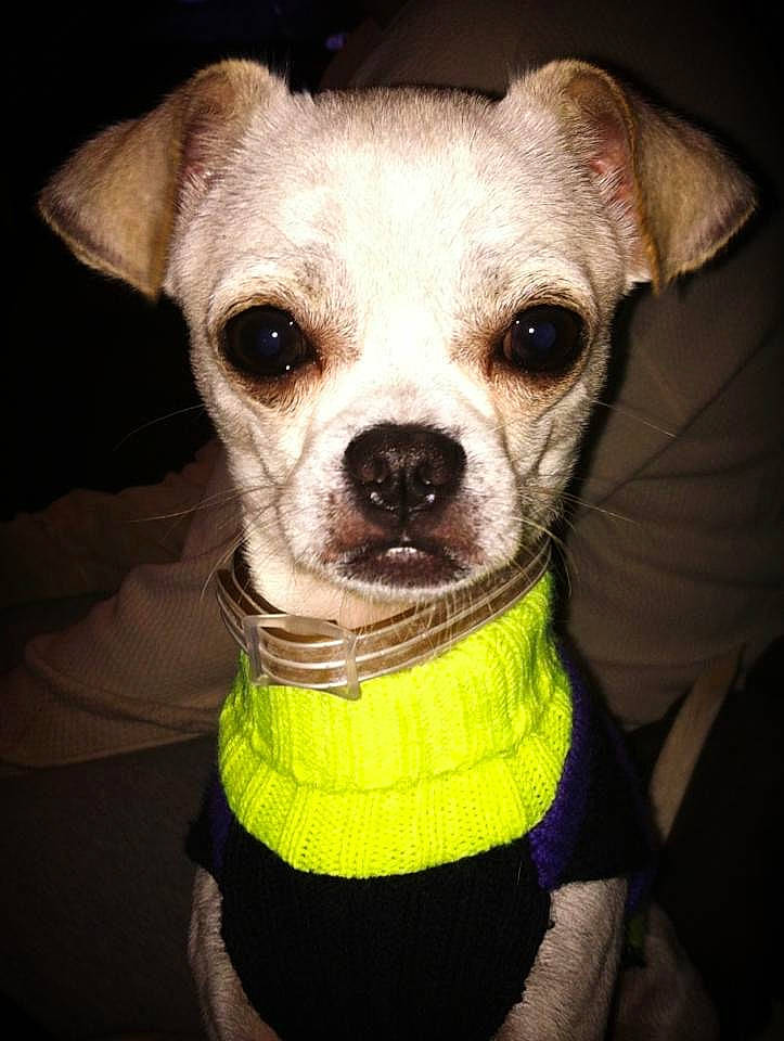 Mr. Krab joined the competition — help win amazing prizes! canidae, carnivore, collar, companion_dog, dog, dog_breed, dog_clothes, dog_collar, dog_supply, fawn, glasses, head, sleeve, snout, sporting_group, sunglasses, t_shirt, toy_dog, whiskers, working_animal