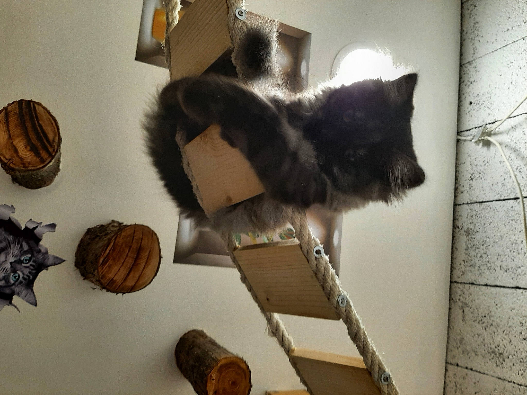 Una participe au concours pour gagner de l'argent avec cette photo : art, brown, carnivore, cat, feather, felidae, flooring, fur, hardwood, natural_material, picture_frame, room, small_to_medium_sized_cats, tail, tree, trunk, twig, whiskers, window, wood