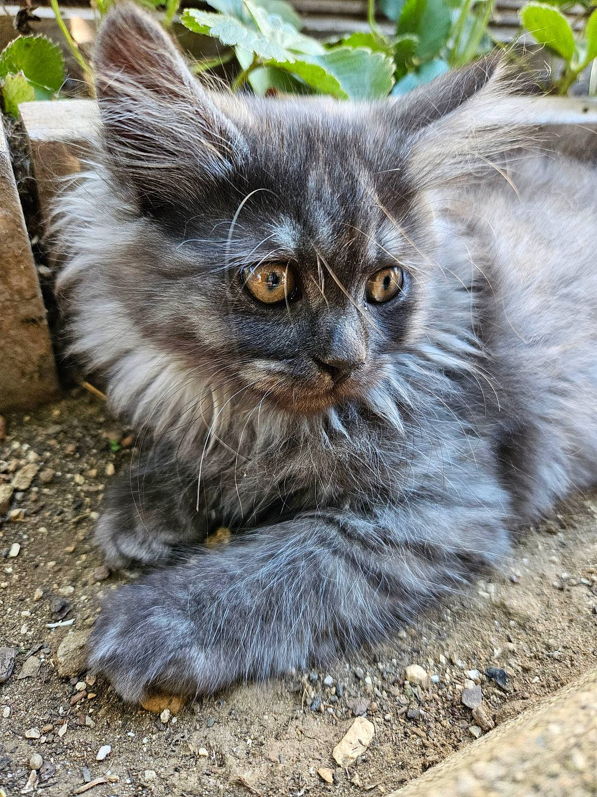 Una participe au concours pour gagner de l'argent avec cette photo : british_longhair, carnivore, cat, claw, domestic_short_haired_cat, eye, fawn, felidae, fur, grass, grey, plant, small_to_medium_sized_cats, snout, soil, tail, terrestrial_animal, whiskers, wildlife, window