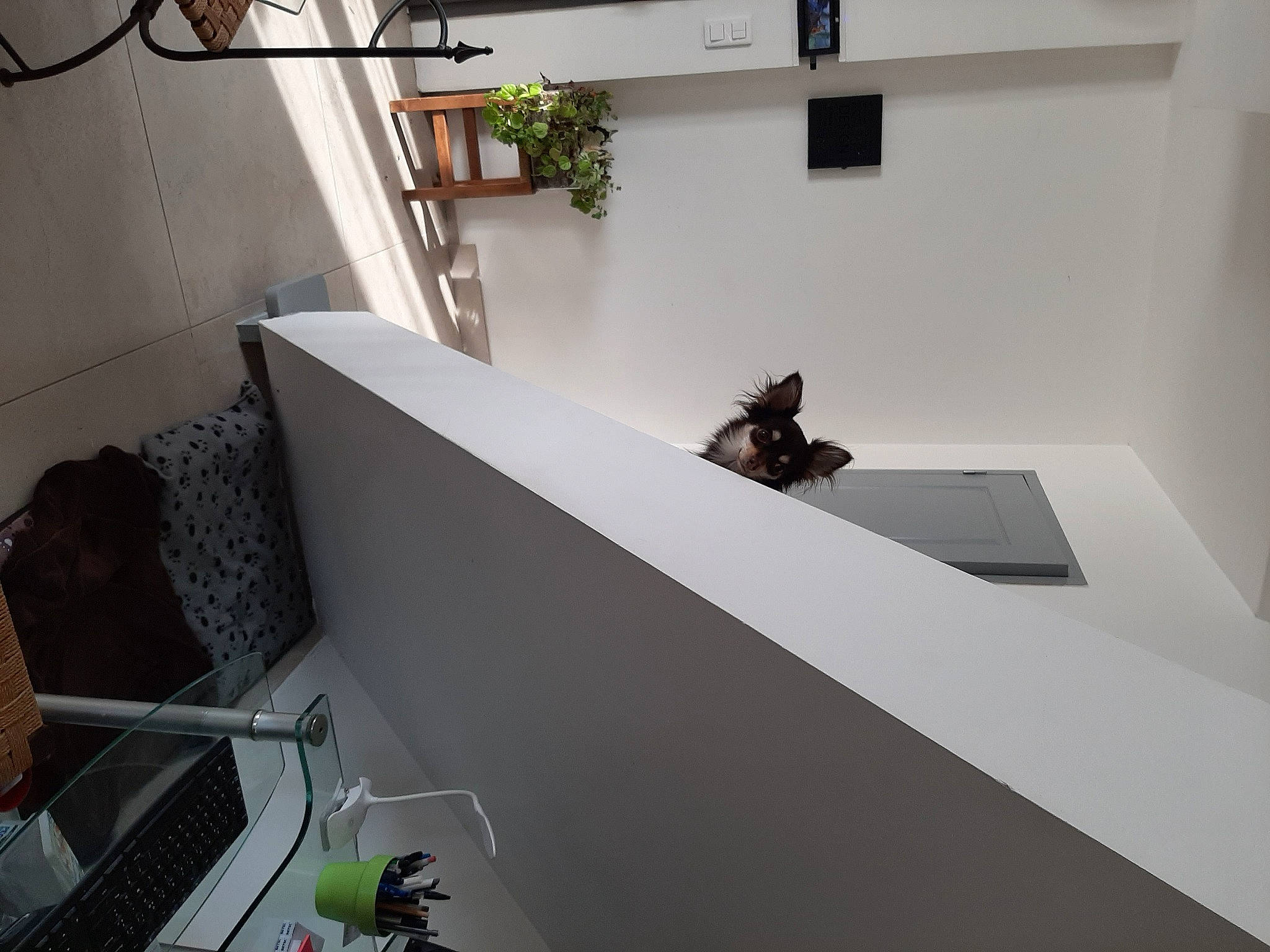 Oscar participe au concours pour gagner de l'argent avec cette photo : apartment, bag, building, ceiling, composite_material, daylighting, floor, flooring, flowerpot, handrail, hardwood, houseplant, luggage_and_bags, plant, plywood, room, stairs, urban_design, window, wood