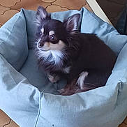 Oscar a rejoint le concours — aidez-le/la à gagner de superbes lots ! animal, black_and_white, blue_bed, chihuahua, comfort, companion, cute, dog, domestic_animal, ears, fur, indoor, looking_away, paw, pet_bed, relaxed, resting, small_dog, snout, tile_floor