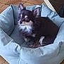 animal, black_and_white, blue_bed, chihuahua, comfort, companion, cute, dog, domestic_animal, ears, fur, indoor, looking_away, paw, pet_bed, relaxed, resting, small_dog, snout, tile_floor