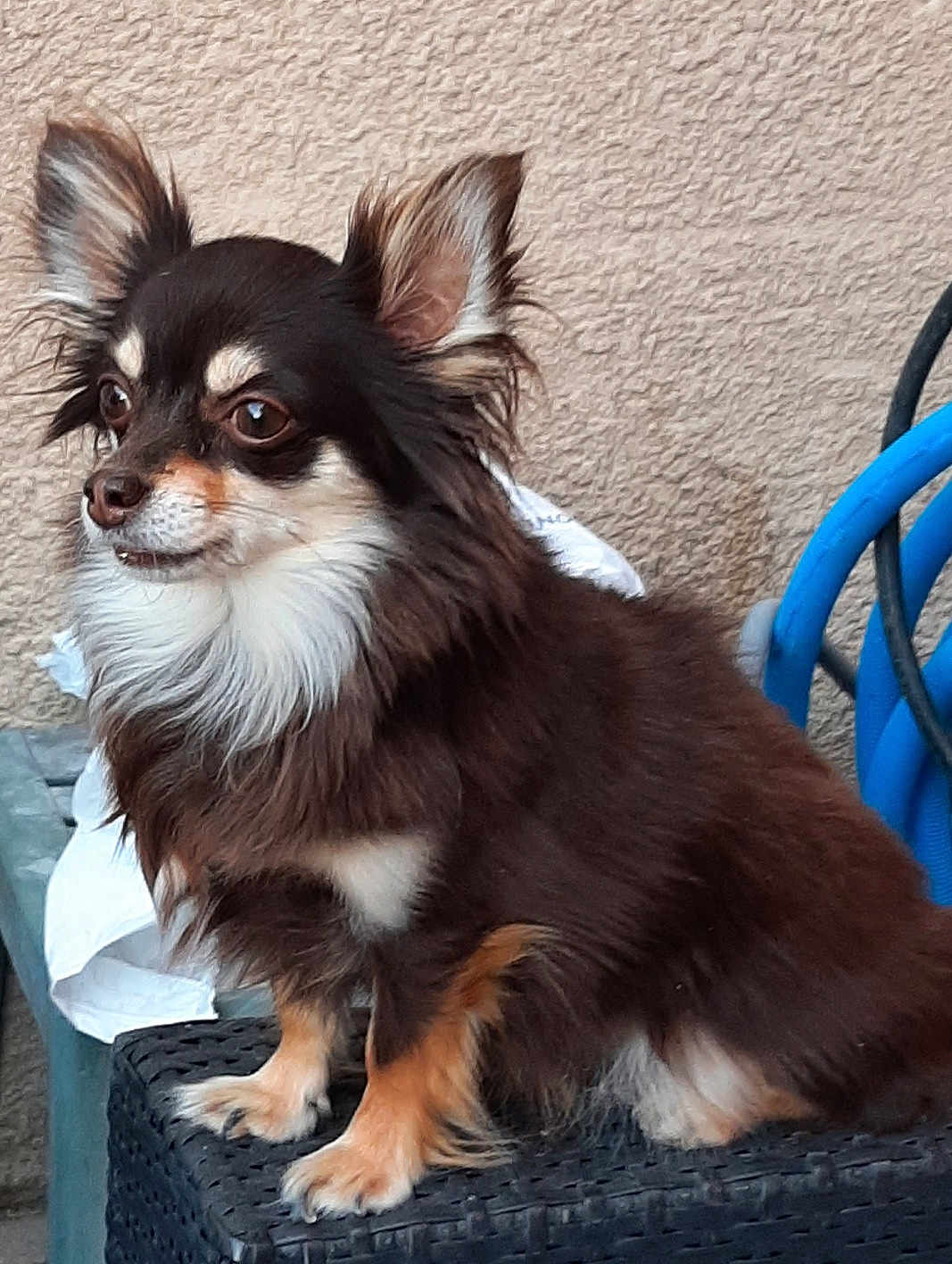 Oscar
