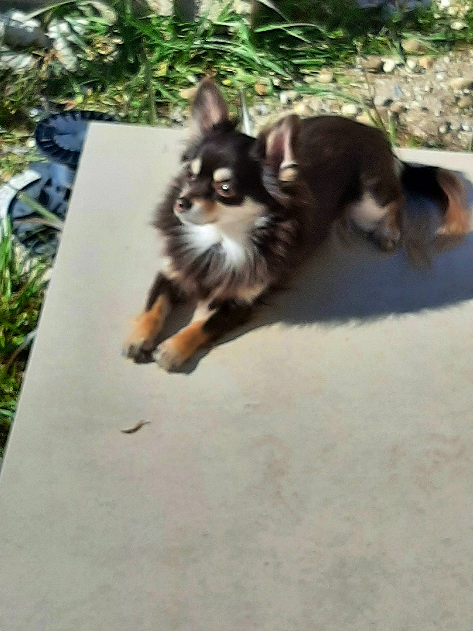 Oscar a rejoint le concours — aidez-le/la à gagner de superbes lots ! canidae, carnivore, cat, companion_dog, dog_breed, fawn, felidae, fur, grass, paw, plant, road_surface, sitting, small_to_medium_sized_cats, snout, tail, terrestrial_animal, whiskers, wildlife