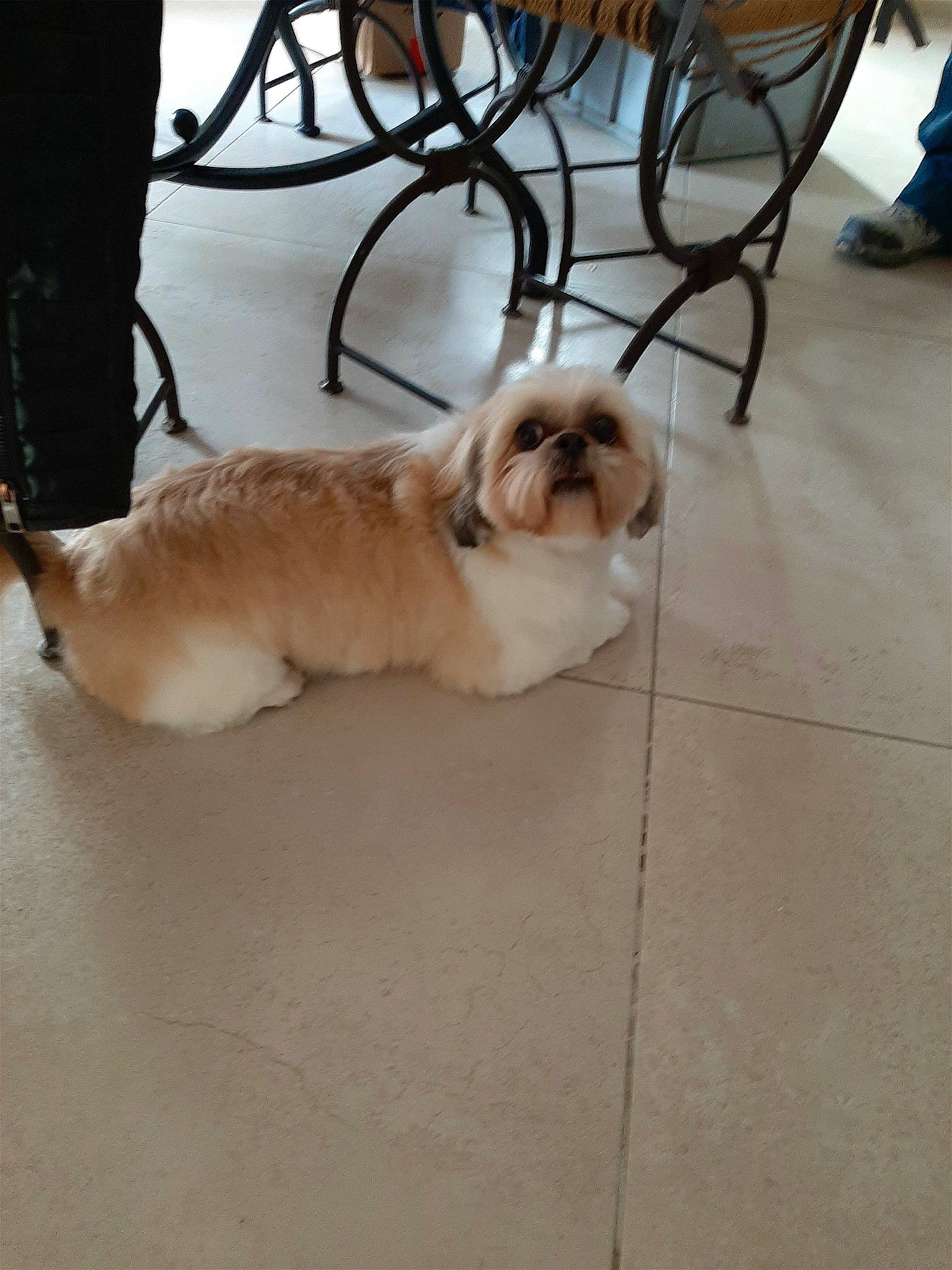 Malko a rejoint le concours — aidez-le/la à gagner de superbes lots ! canidae, carnivore, companion_dog, dog, dog_breed, dog_supply, fawn, floor, flooring, fur, hardwood, leash, pekingese, pet_supply, shih_tzu, snout, sporting_group, toy_dog, wood, working_animal