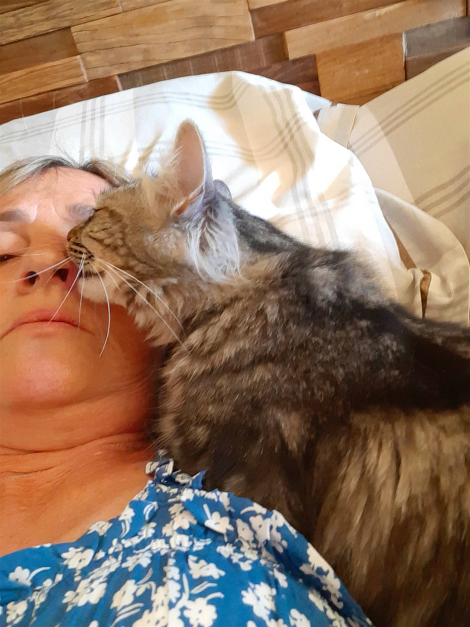 Guapa participe au concours pour gagner de l'argent avec cette photo : bed, carnivore, cat, claw, comfort, domestic_short_haired_cat, felidae, fur, happy, lap, linens, nap, paw, sleep, small_to_medium_sized_cats, tail, vertebrate, whiskers