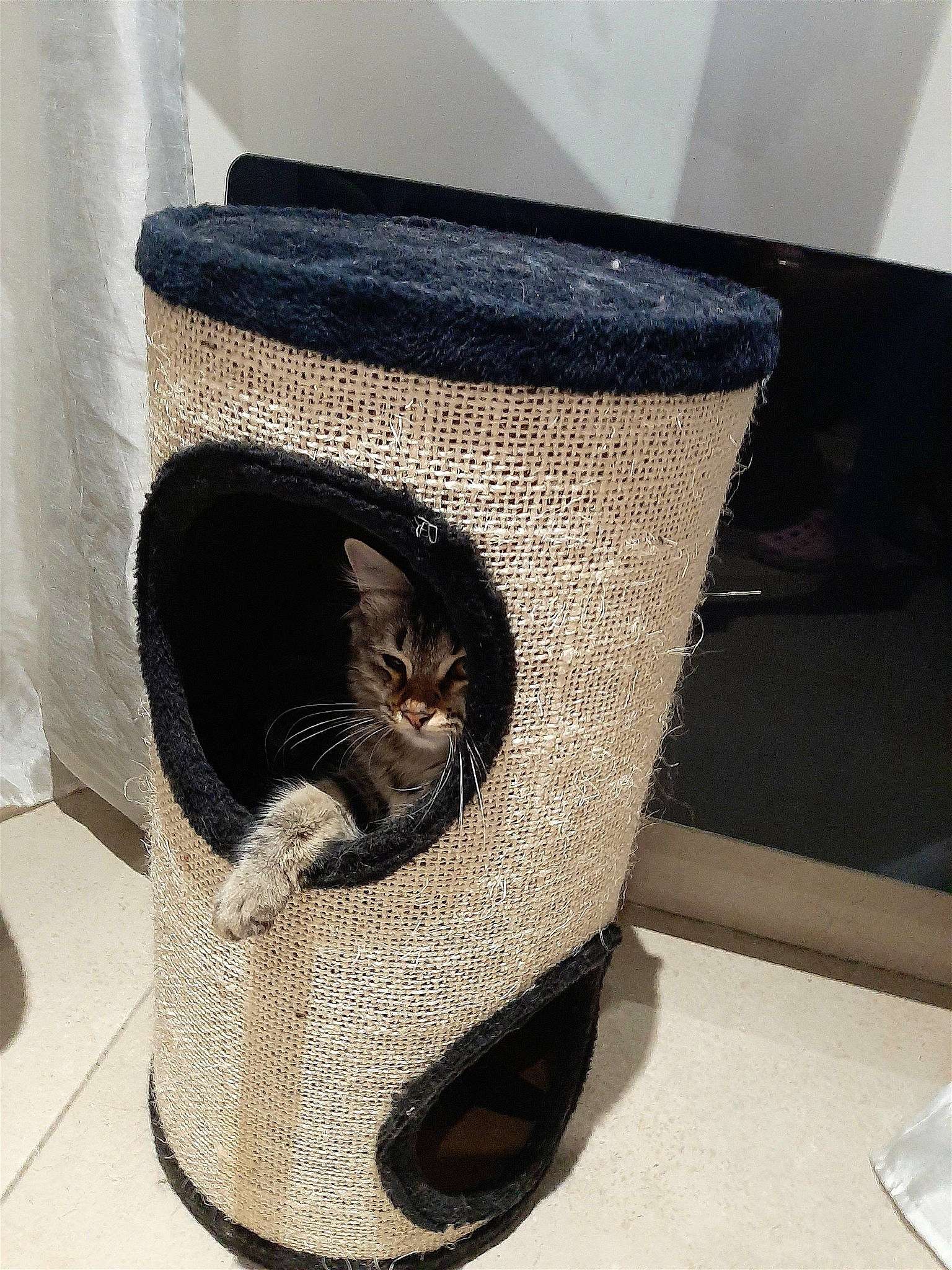 Guapa a rejoint le concours — aidez-le/la à gagner de superbes lots ! audio_equipment, boot, carnivore, cat, cat_supply, comfort, cylinder, eyewear, fashion_accessory, felidae, flowerpot, fur, hat, loudspeaker, small_to_medium_sized_cats, synthetic_rubber, whiskers