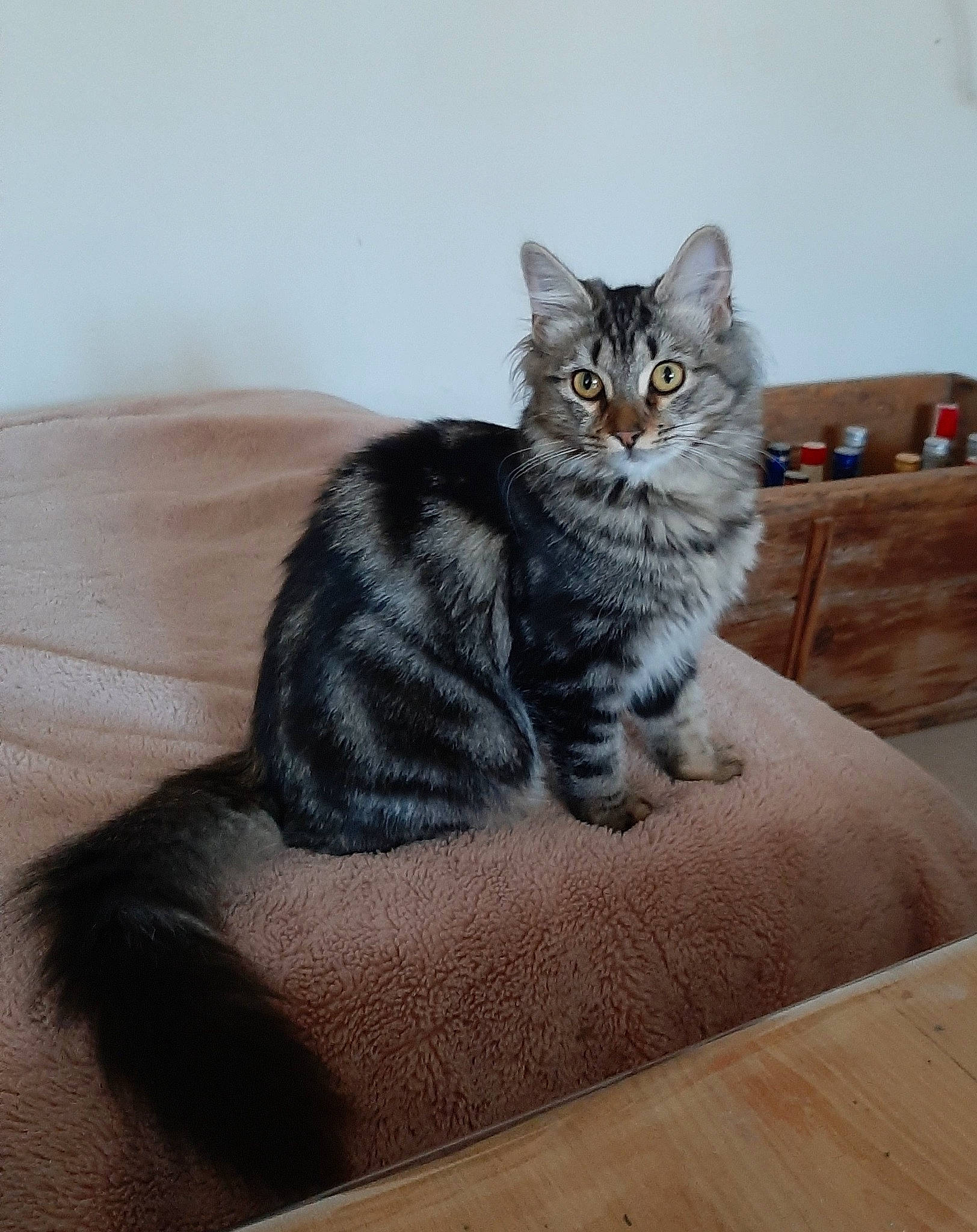 Guapa participe au concours pour gagner de l'argent avec cette photo : carnivore, cat, claw, comfort, domestic_short_haired_cat, drawer, felidae, flooring, fur, grey, hardwood, paw, sitting, small_to_medium_sized_cats, snout, table, tail, whiskers, wood, wood_stain