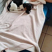 Atchoum a rejoint le concours — aidez-le/la à gagner de superbes lots ! black, blanket, blue, casual, child, comfort, couch, dog, home, indoor, legs, pink, puppy, relaxing, resting, shirt, shorts, sitting, tiled_floor, white