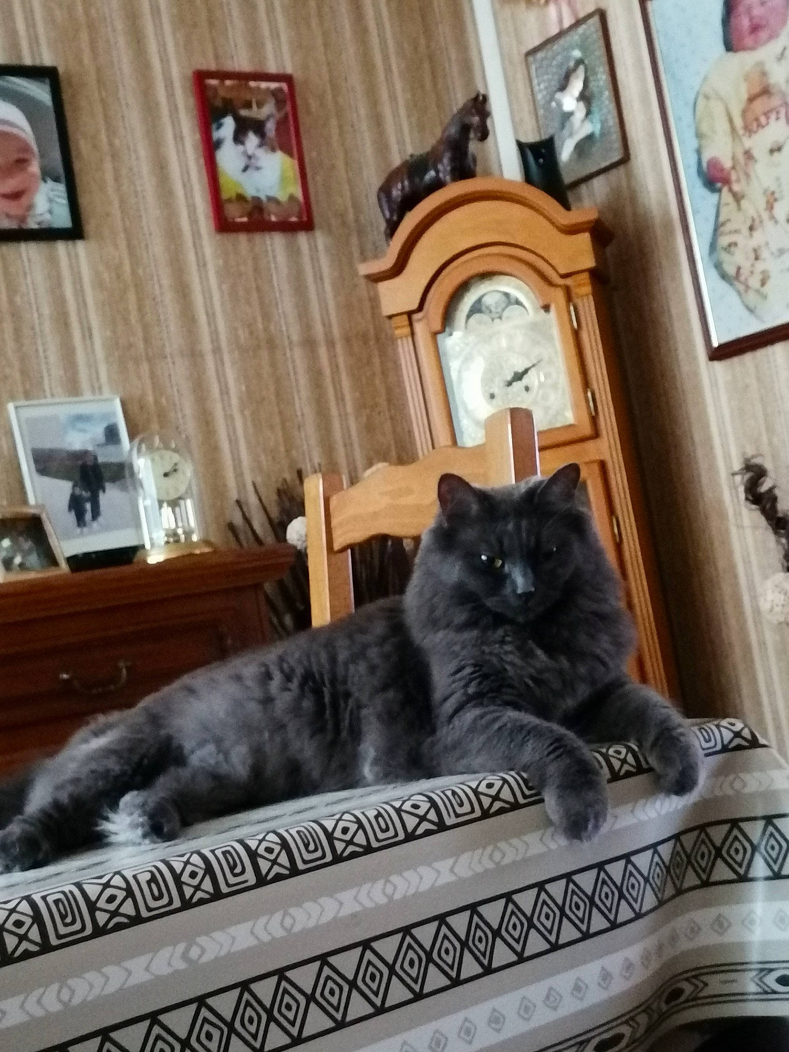 Prune a rejoint le concours — aidez-le/la à gagner de superbes lots ! brown, carnivore, cat, comfort, felidae, floor, furniture, grey, hardwood, house, interior_design, picture_frame, plant, small_to_medium_sized_cats, table, textile, tree, whiskers, window, wood