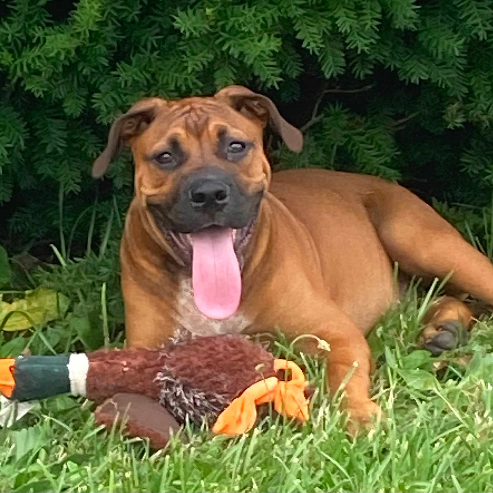 Hank joined the competition — help win amazing prizes! animal, brown_dog, canine, daylight, dog, duck_toy, grass, greenery, happy, leafy_background, lying_down, nature, outdoor, pet, playful, plush_toy, relaxed, summer, tongue_out, toy