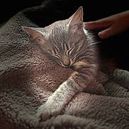 Taco is registered to the contest to win money with this photo: cat, sleeping, tabby, blanket, hand, cozy, furry, pet, resting, comfort, animal, mammal, indoor, cute, peaceful, soft, fur, whiskers, relaxation, nap
