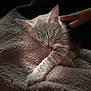 cat, sleeping, tabby, blanket, hand, cozy, furry, pet, resting, comfort, animal, mammal, indoor, cute, peaceful, soft, fur, whiskers, relaxation, nap