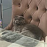 Mimi a rejoint le concours — aidez-le/la à gagner de superbes lots ! cat, gray_cat, scottish_fold, folded_ears, pet, feline, animal, sitting, lounging, chair, armchair, tufted_furniture, upholstery, blanket, indoor, home, cozy, portrait, gray_fur, relaxed
