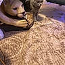 cat, dog_statue, gray_cat, animal, pet, indoors, living_room, carpet, table, furniture,  statue, realistic_figurine, standing, sitting, wide_eyes, household, portrait, purple_lighting, cozy, humorous