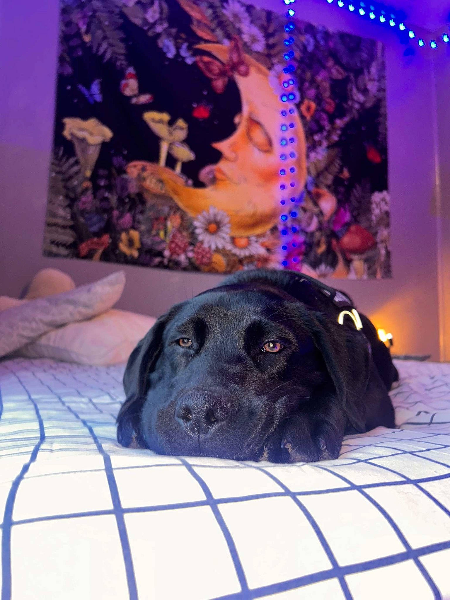 Cash joined the competition — help win amazing prizes! art, blue, canidae, carnivore, comfort, companion_dog, dog, dog_breed, electric_blue, event, fur, guard_dog, linens, magenta, pattern, purple, snout, sporting_group, textile, working_animal