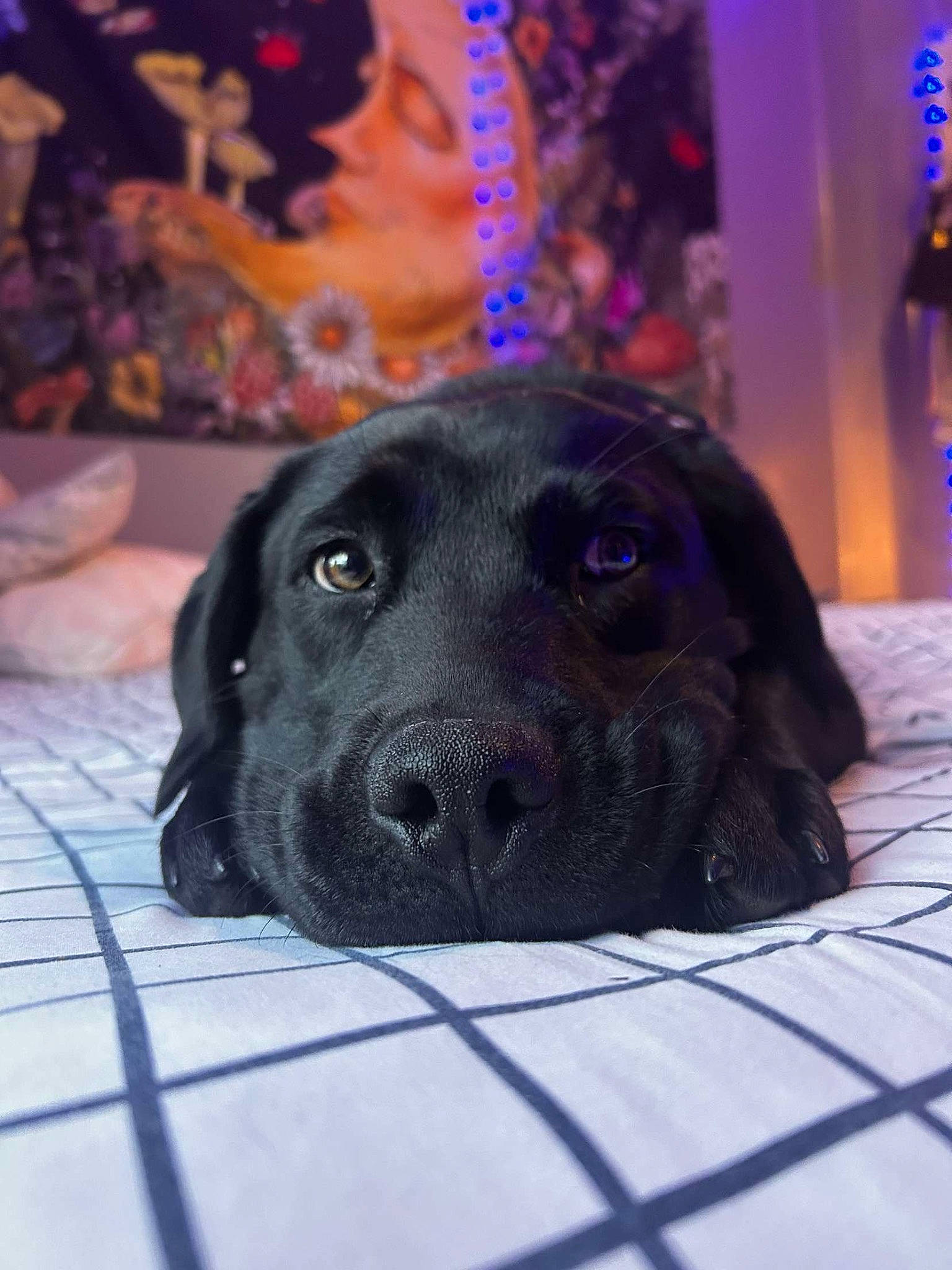 Cash is registered to the contest to win money with this photo: borador, canidae, carnivore, companion_dog, dog, dog_breed, electric_blue, event, flooring, fur, guard_dog, gun_dog, magenta, pet_supply, purple, snout, sporting_group, terrestrial_animal, whiskers, working_animal