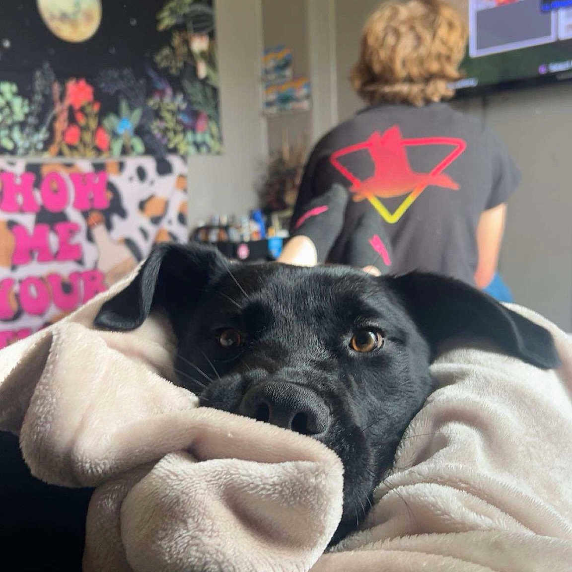 Cash is registered to the contest to win money with this photo: carnivore, comfort, companion_dog, couch, display_device, dog, dog_breed, event, fur, guard_dog, leisure, linens, magenta, picture_frame, purple, room, sitting, sporting_group, television, tree