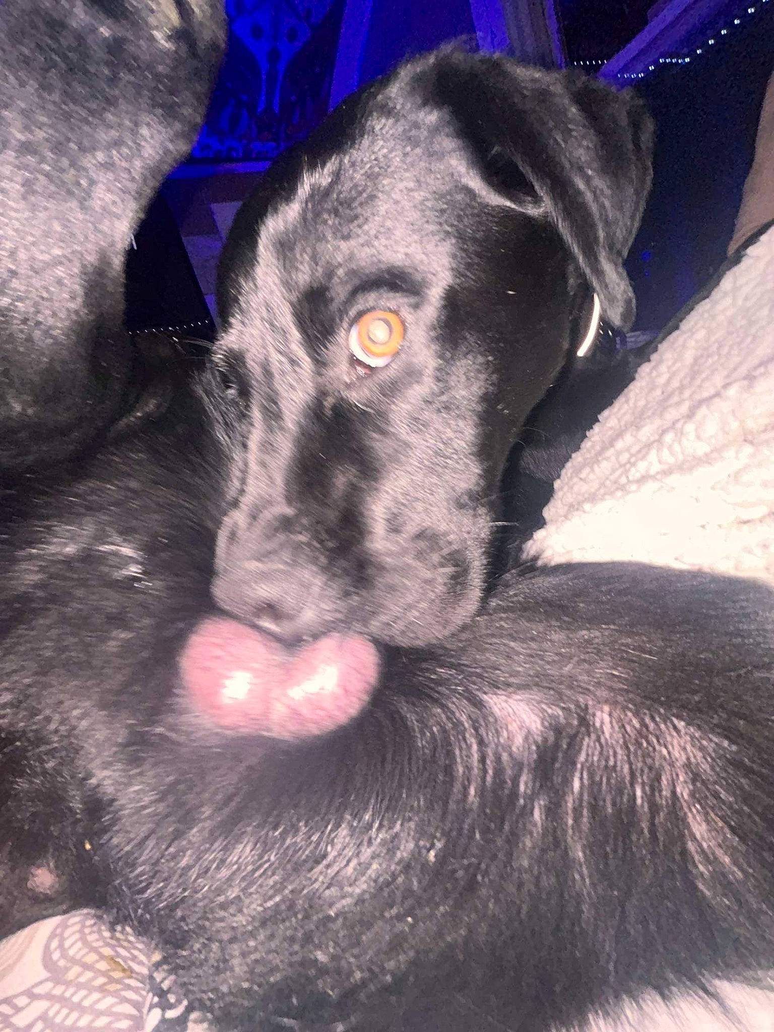 Cash joined the competition — help win amazing prizes! borador, carnivore, comfort, companion_dog, dog, dog_breed, ear, electric_blue, fur, gun_dog, liver, snout, sporting_group, whiskers, working_animal