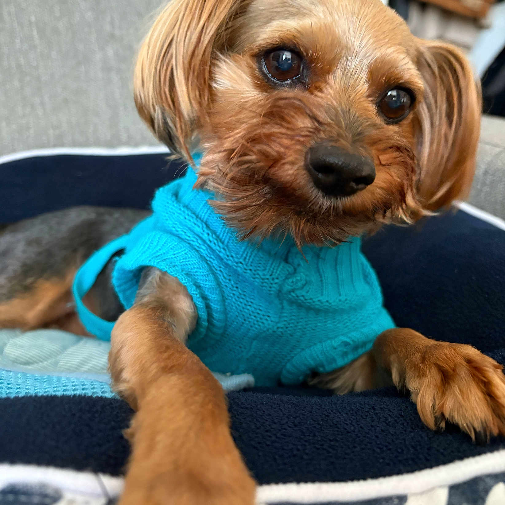 Doris participe au concours pour gagner de l'argent avec cette photo : animal, bed, brown_fur, canine, close_up, comfort, cozy, cute, dog, domestic_animal, furry, indoor, knitted_clothing, looking_at_camera, paw, pet_bed, portrait, resting, small_dog, turquoise_sweater