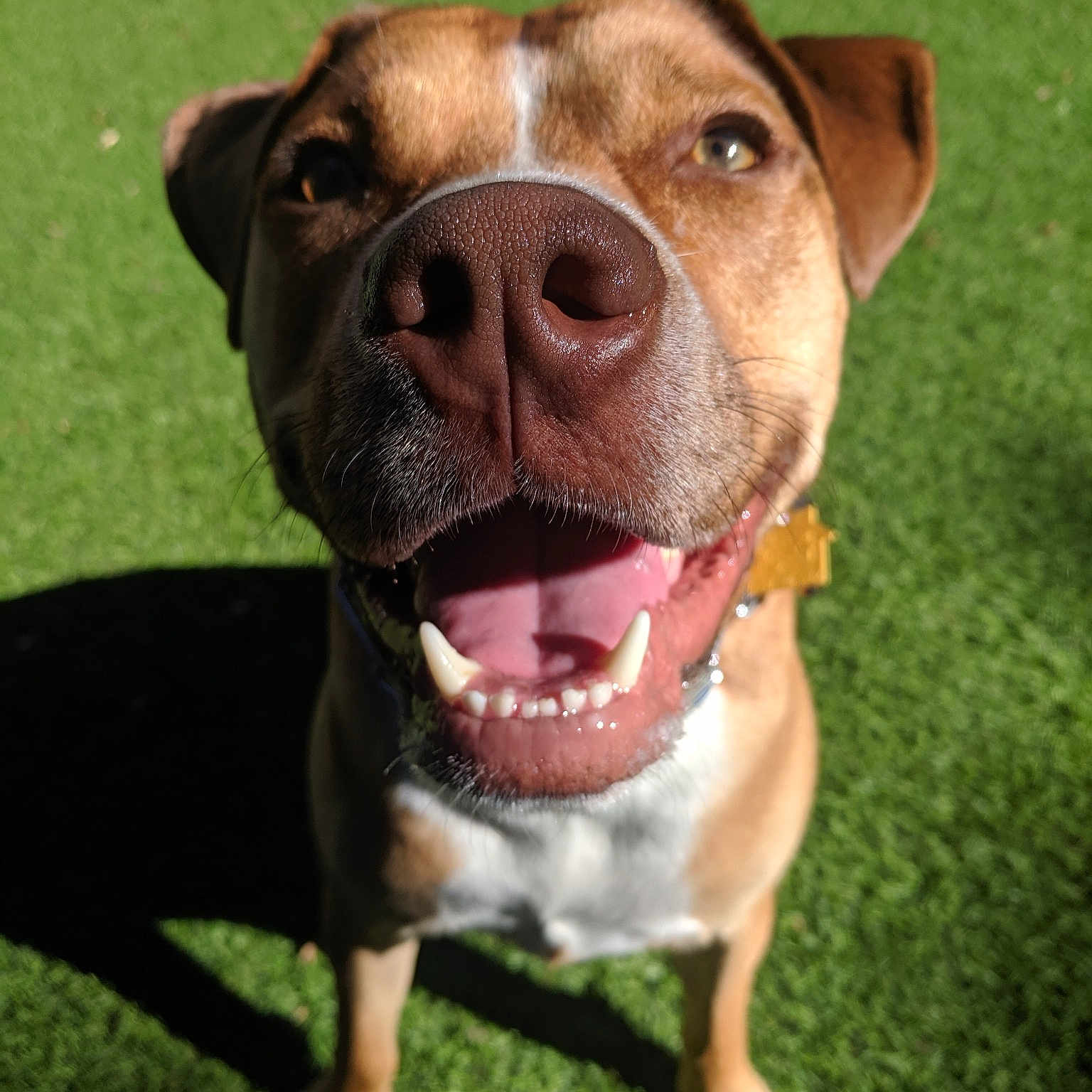Cooper