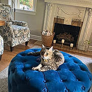 Jack Stokes joined the competition — help win amazing prizes! armchair, basket, blue, candles, cat, cozy, decor, fireplace, floral_pattern, indoor, living_room, news_ticker, ottoman, pet, resting, rug, tabby_cat, television, window, wood_floor