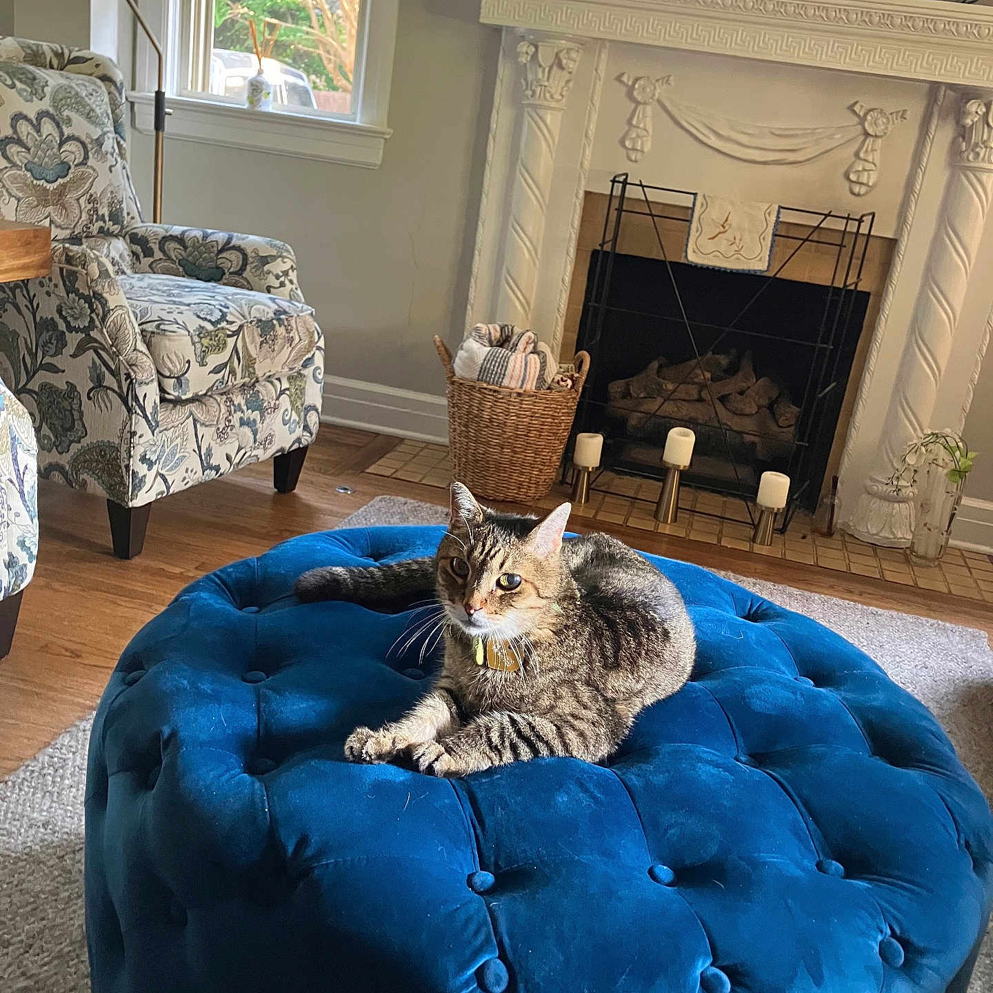 Jack Stokes joined the competition — help win amazing prizes! armchair, basket, blue, candles, cat, cozy, decor, fireplace, floral_pattern, indoor, living_room, news_ticker, ottoman, pet, resting, rug, tabby_cat, television, window, wood_floor