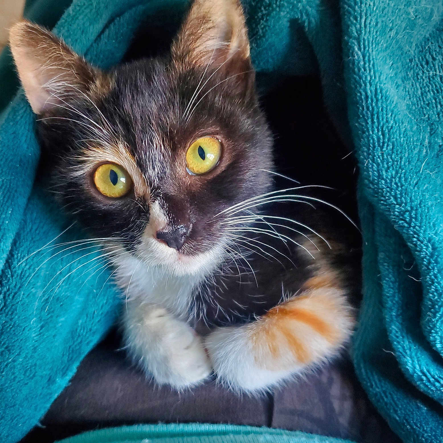 Mia