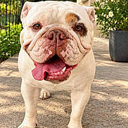 Yüna a rejoint le concours — aidez-le/la à gagner de superbes lots ! bulldog, dog, pet, animal, portrait, outdoor, sunlight, garden, patio, standing, wrinkles, tongue, smiling, happy, white_coat, brown_eyes, flat_face, fawn_marking, flowers, greenery