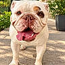 bulldog, dog, pet, animal, portrait, outdoor, sunlight, garden, patio, standing, wrinkles, tongue, smiling, happy, white_coat, brown_eyes, flat_face, fawn_marking, flowers, greenery