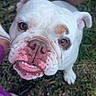 bulldog, dog, white_dog, wrinkled_face, pet, canine, outdoor, grass, close_up, portrait, looking_at_camera, funny_expression, open_mouth, teeth, floppy_ears, brown_eyes, short_hair, sitting, person, purple_clothing