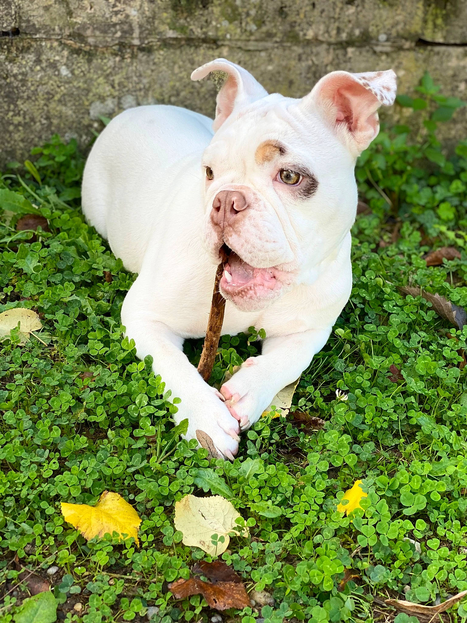 Yüna participe au concours pour gagner de l'argent avec cette photo : bulldog, canidae, carnivore, companion_dog, cordoba_fighting_dog, dog, dog_breed, fawn, grass, groundcover, molosser, natural_material, non_sporting_group, people_in_nature, plant, snout, sporting_group, tail, terrestrial_animal, working_animal