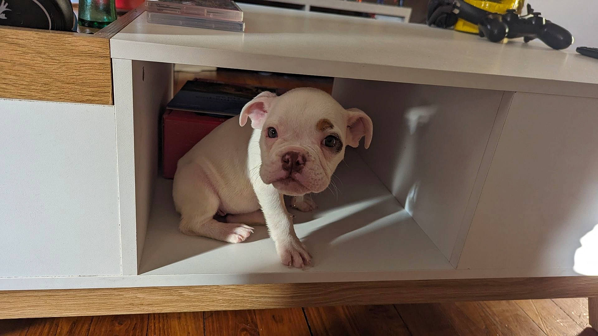 Yüna a rejoint le concours — aidez-le/la à gagner de superbes lots ! bulldog, canidae, carnivore, comfort, companion_dog, dog, dog_breed, fawn, floor, flooring, hardwood, pet_supply, room, snout, sporting_group, suidae, toy, toy_dog, wood, working_animal