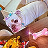 bulldog, dog, pet, birthday, party_hat, costume, white_clothing, wrinkles, face, eyes, nose, tongue, table, birthday_treat, bone_shaped_treat, candle, wrapped_gift, balloons, indoor, celebration