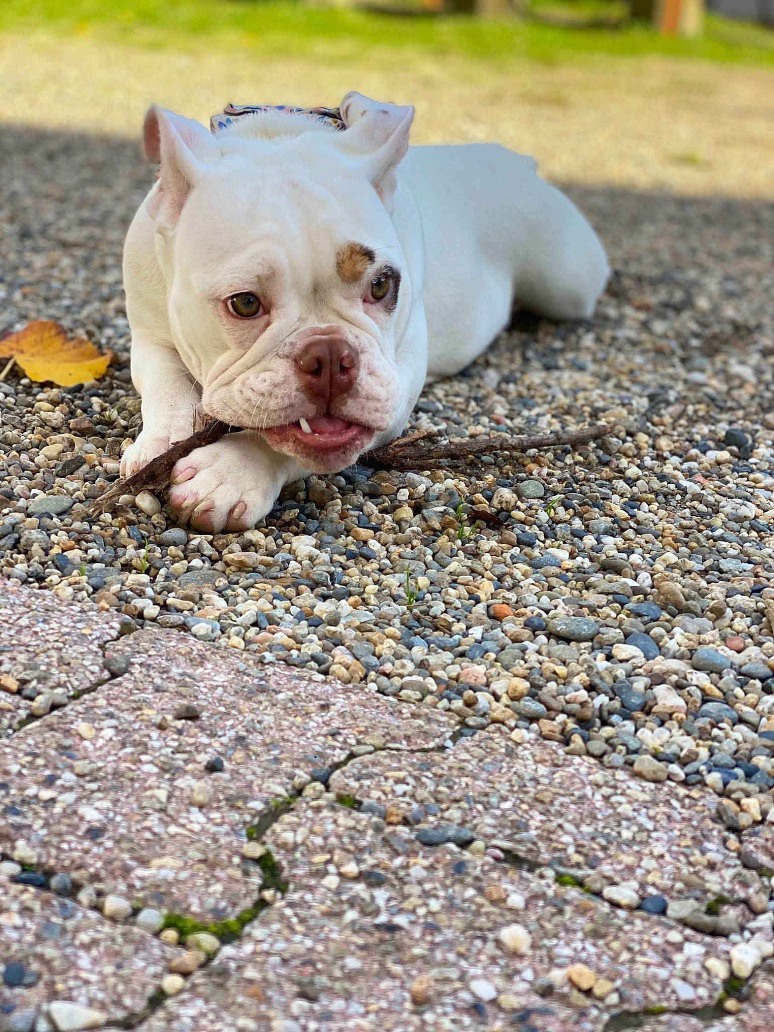 Yüna a rejoint le concours — aidez-le/la à gagner de superbes lots ! asphalt, bulldog, canidae, carnivore, companion_dog, dog, dog_breed, fawn, french_bulldog, grass, plant, road_surface, snout, soil, sporting_group, terrestrial_animal, toy_dog, whiskers, white_english_bulldog, wrinkle