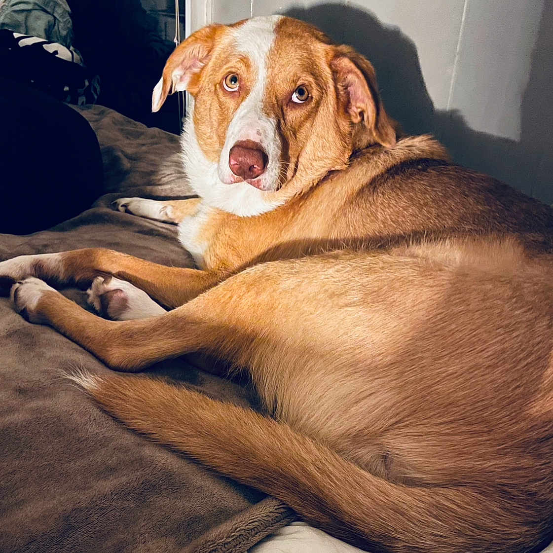 Toby joined the competition — help win amazing prizes! animal, appenzeller, beagle, bed, blanket, bulldog, canine, couch, dog, dogbed, furniture, goldenretriever, hound, labradorretriever, person, pet, pitbull, puppy, sleeping, snout