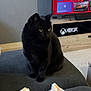 black_cat, cat, pet, feline, indoor, couch, blanket, living_room, television, xbox, electronics, wooden_furniture, curious, sitting, cozy, soft_texture, modern, entertainment_center, home, relaxed