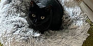 Kira participe au concours pour gagner de l'argent avec cette photo : cat, black_cat, pet_bed, fluffy_bed, green_carpet, indoor, cozy, curious_eyes, feline, resting, home_interior, floor, corner, wall, baseboard, fur, animal, domestic_cat, quiet, comfortable