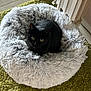 cat, black_cat, pet_bed, fluffy_bed, green_carpet, indoor, cozy, curious_eyes, feline, resting, home_interior, floor, corner, wall, baseboard, fur, animal, domestic_cat, quiet, comfortable