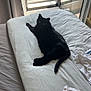 black_cat, bed, white_sheets, window, natural_light, indoor, curious_cat, feline, domestic_animal, relaxing, daylight, open_window, green_grass, car, curtain, home_interior, furniture, resting, pet, animal